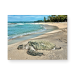 Load image into Gallery viewer, Maui Card Collection