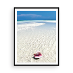 Load image into Gallery viewer, Bahamian Conch I
