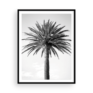 Black and White Bay Island Palm