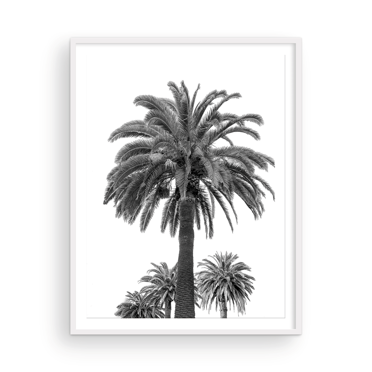 Black and White Catalina Palm