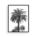 Load image into Gallery viewer, Black and White Catalina Palm
