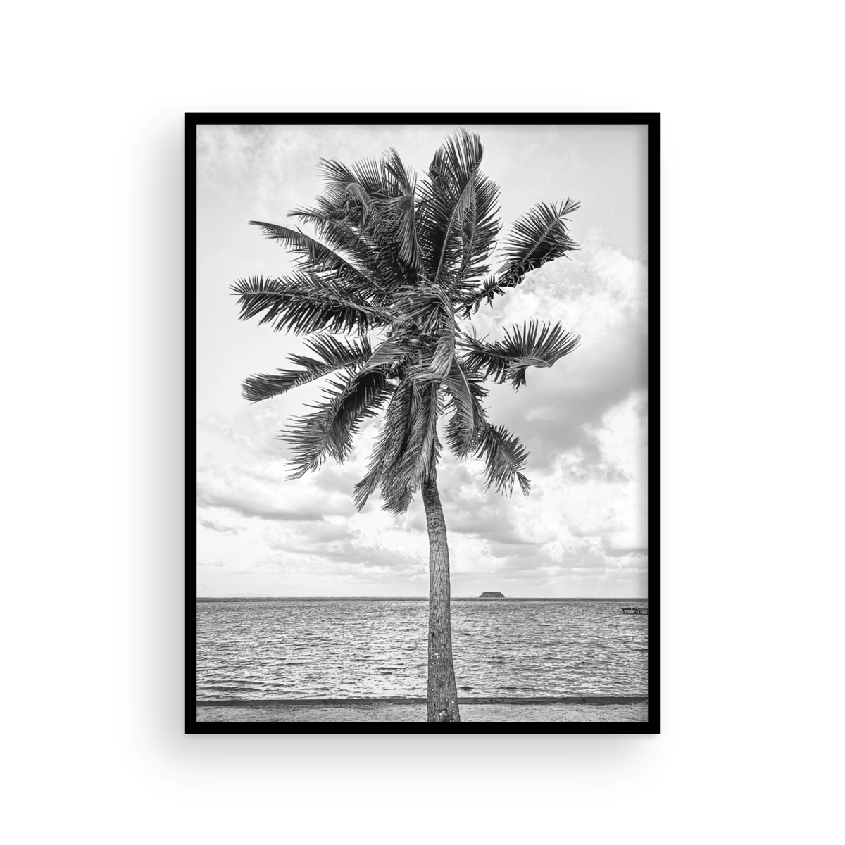 Black and White Tahitian Palm