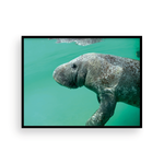 Load image into Gallery viewer, Bob the Merry Manatee
