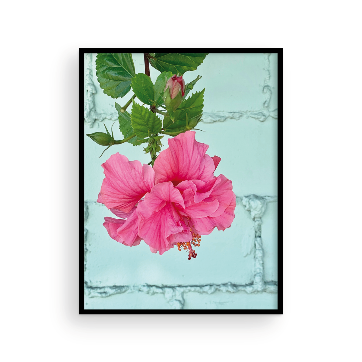 hanging hibiscus plant Double Hanging Hibiscus – Something New For Dinner