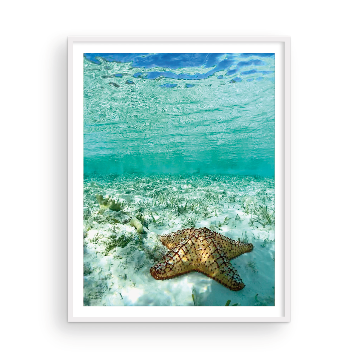 Happy Bahamian Starfish
