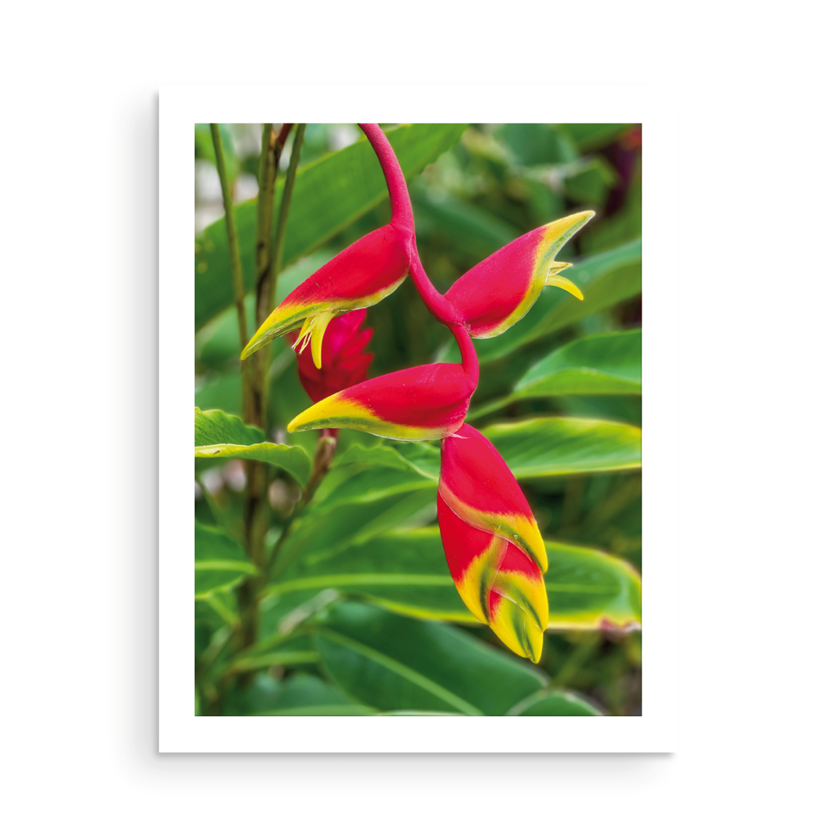 Tropical Flowers Card Collection