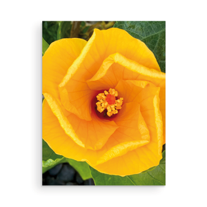 Tropical Flowers Card Collection