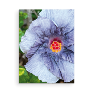Violet Capri Hibiscus