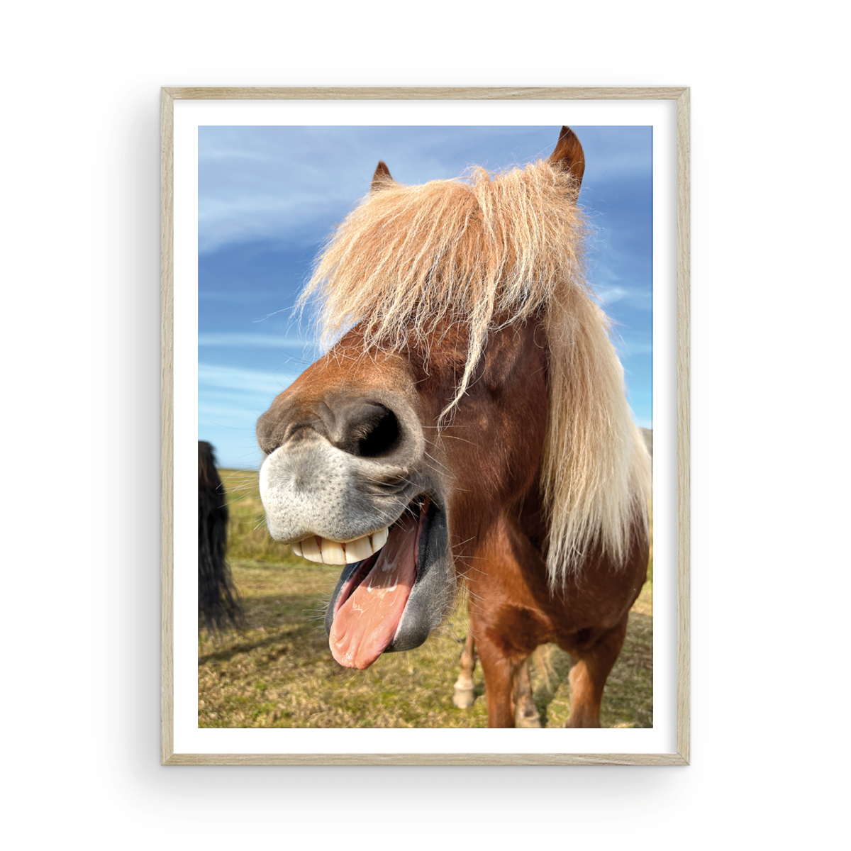 Icelandic Pony I