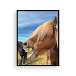 Load image into Gallery viewer, Icelandic Pony III
