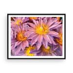 Load image into Gallery viewer, Lavender &amp; Gold Maui Anemone

