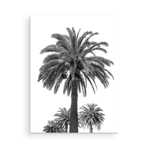 Black and White Catalina Palm