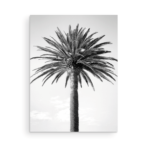 Palm Tree Collection