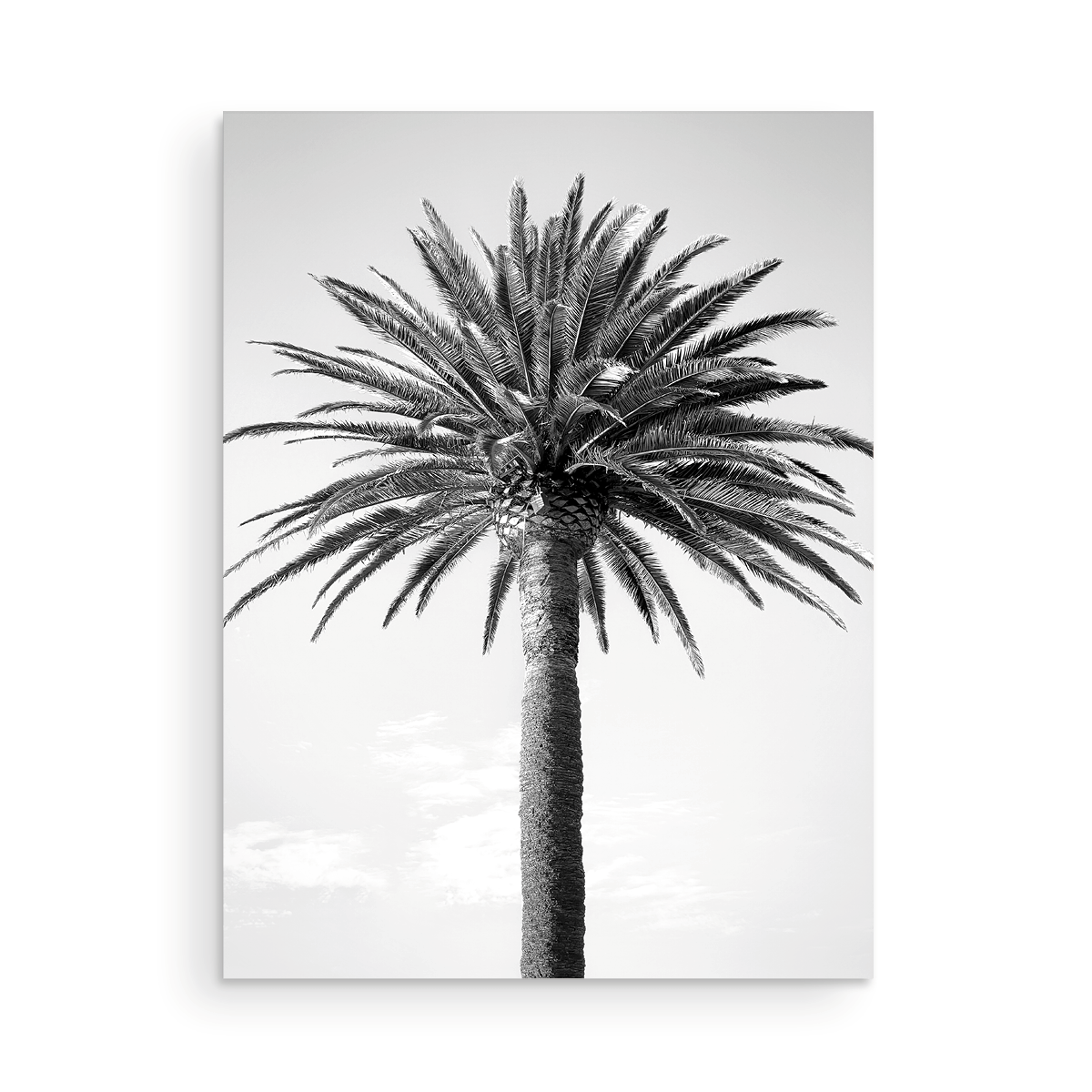 Black and White Bay Island Palm