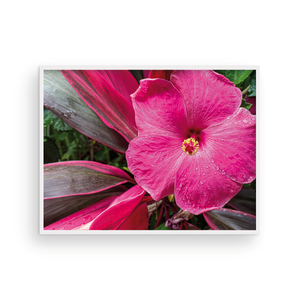 Pink on Pink Hibiscus
