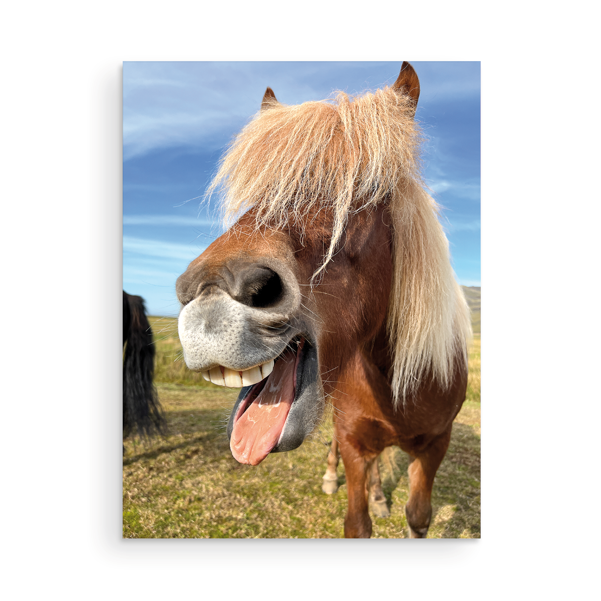 Icelandic Pony I
