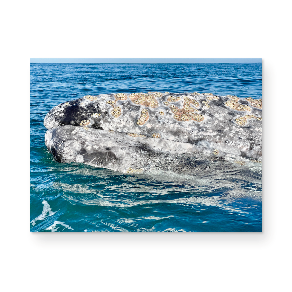 Bejeweled Baha Whale