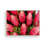 Load image into Gallery viewer, Torch Ginger
