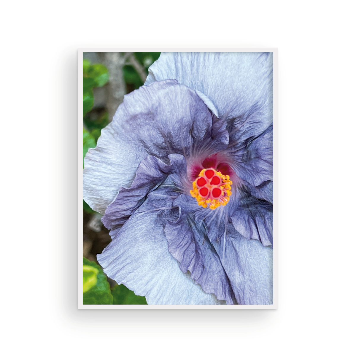 Violet Capri Hibiscus
