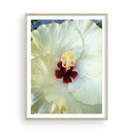 Load image into Gallery viewer, White Capri Hibiscus
