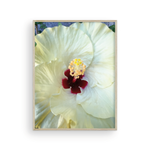 Load image into Gallery viewer, White Capri Hibiscus
