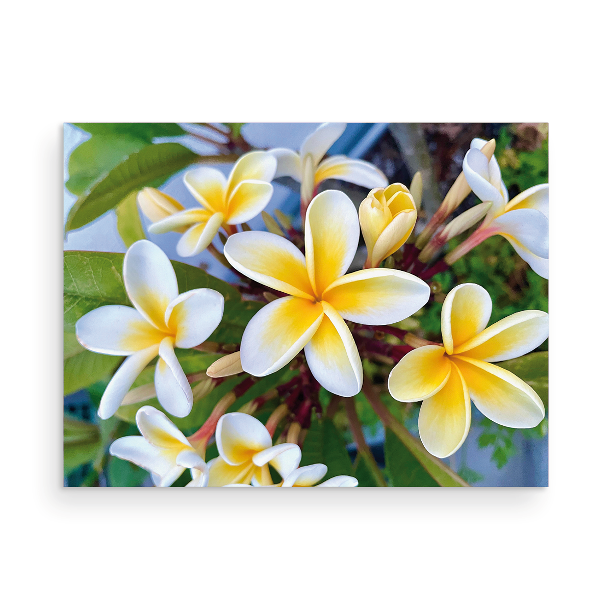 Maui Card Collection